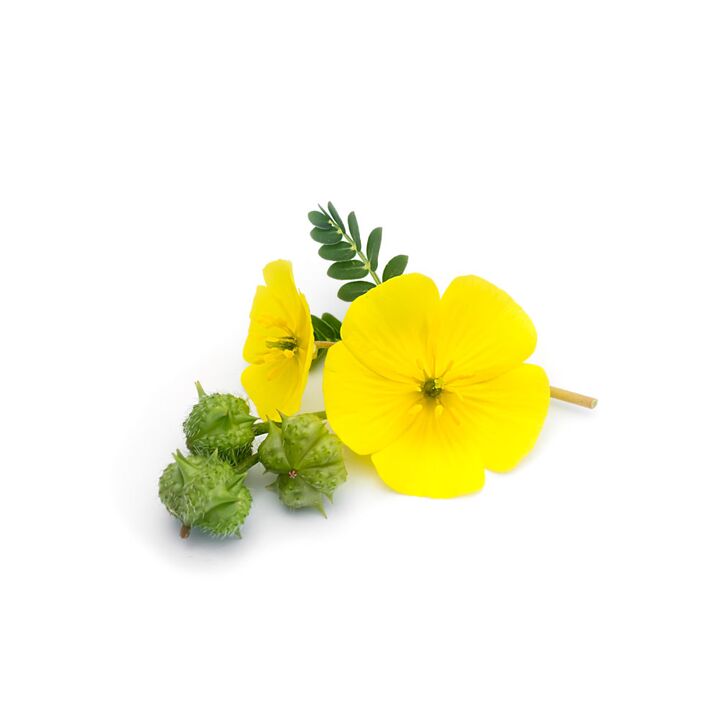 Tribulus se mete en Feronex