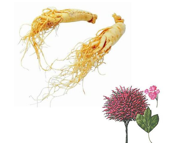 Ginseng y espino para aumentar la potencia.